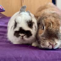 Photo of Scooter And Ivy 