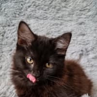 Photo of Athena
