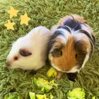 Photo of Popcorn / Cheddar