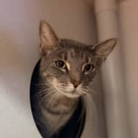 Photo of Bandit