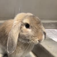 Photo of Bowie Bun