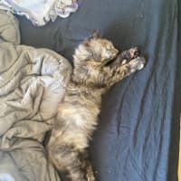 Photo of Keyleth **2nd Chance Cat Rescue**