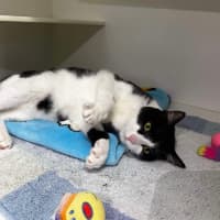 Photo of 🥇 Vesper 5199 🥇