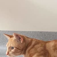 Photo of Champion