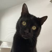 Photo of Humphrey