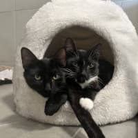 Photo of Midnight