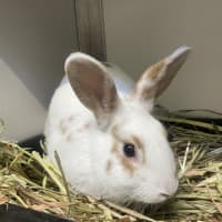 Photo of Peanut (Bonded To Bugs)