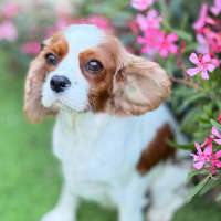 Photo of Riley