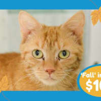 Photo of Pumpkin