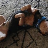 Photo of Wesley’s Theory