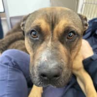 Photo of Dougie   2yo Bullmastiff X (Adopted 22/9/25)