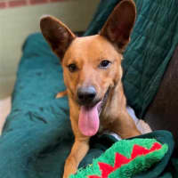 Photo of Dingo
