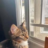 Photo of Ned