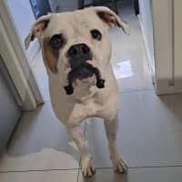 Photo of Butch