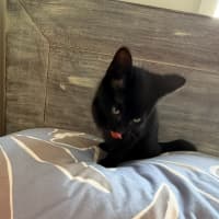 Photo of Amani