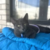 Photo of Sirius