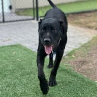 Photo of Tui   1 Year Old Wolfhound X