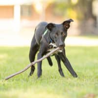 Photo of Sage
