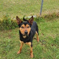 Photo of Cruiser (67259)