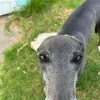 Photo of Lola