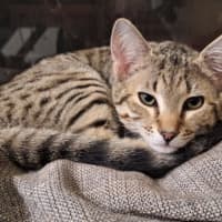 Photo of Nala