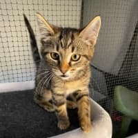 Photo of Fudge