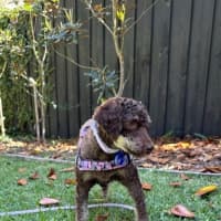 Photo of Coco & Bubbles   3 & 1 Yo Toy Poodle