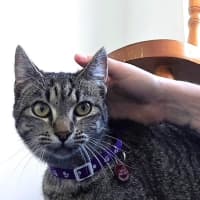 Photo of Pip