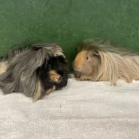 Photo of Ella (Bonded To Donna Noble)