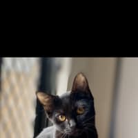 Photo of Cj (Charlee Junior)