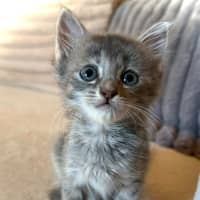 Photo of Ghost
