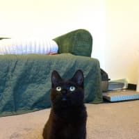 Photo of Otis