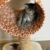 Photo of Primrose Meet Me At Petstock Keysborough