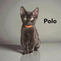 Photo of Polo