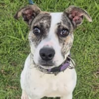 Photo of Cracker (66477)