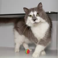 Photo of Minke