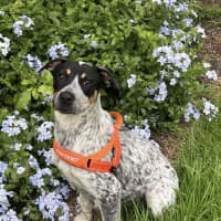 Photo of Hazel