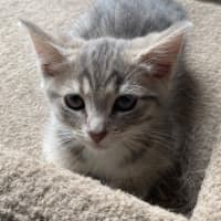 Photo of Jasmine   Meet Me At Petstock Chelsea