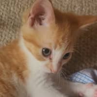 Photo of Jules