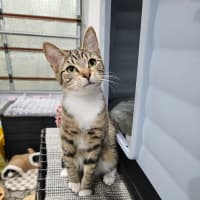 Photo of Milo