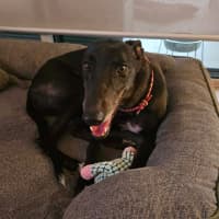 Photo of Zara, The Greyhound