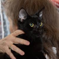 Photo of Nehira
