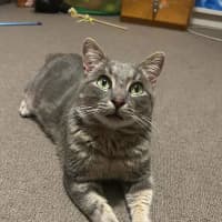 Photo of Vincent