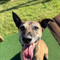 Photo of Rex