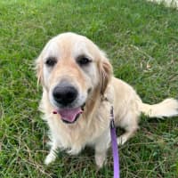 Photo of Max   8 Year Old Golden Retriever