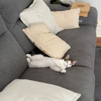 Photo of Josie