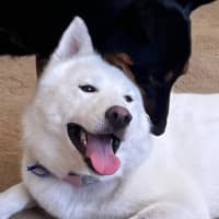 Photo of Honey   1 Year Old Husky