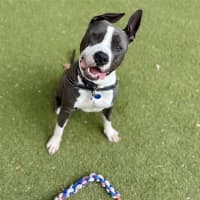 Photo of Roo