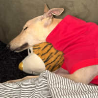 Photo of Pierre