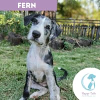Photo of Fern